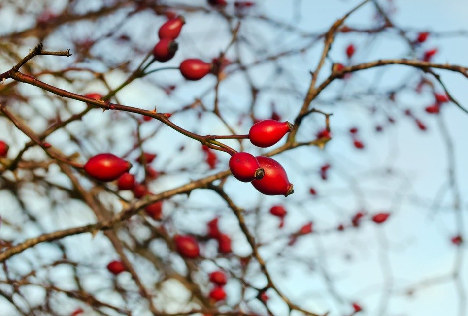 background botanical decorative
