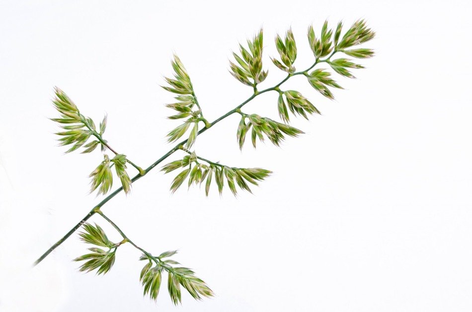 meadow plant on a white background