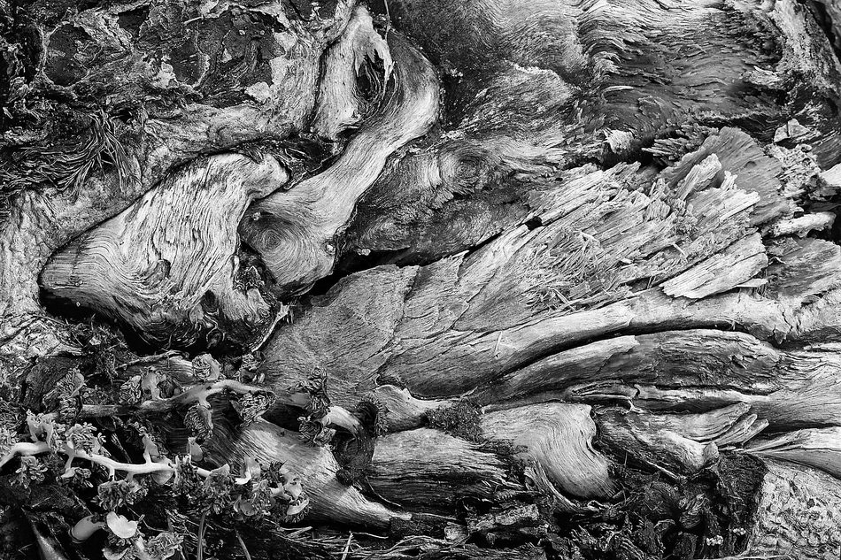 wood arcimboldo rough texture