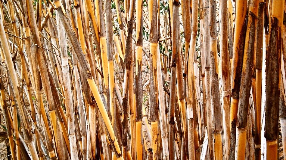 cane arundo donax stems cylindrical