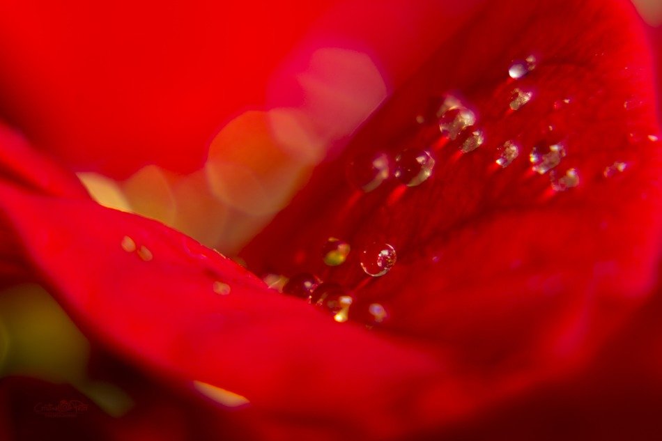 red drops water macro beautiful
