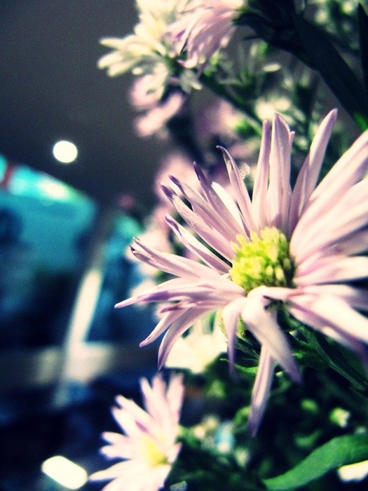 flower white plant beauty blossom