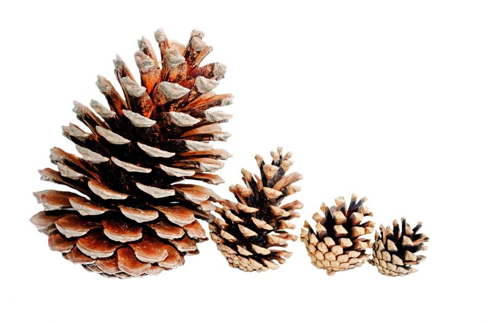 background big brown christmas