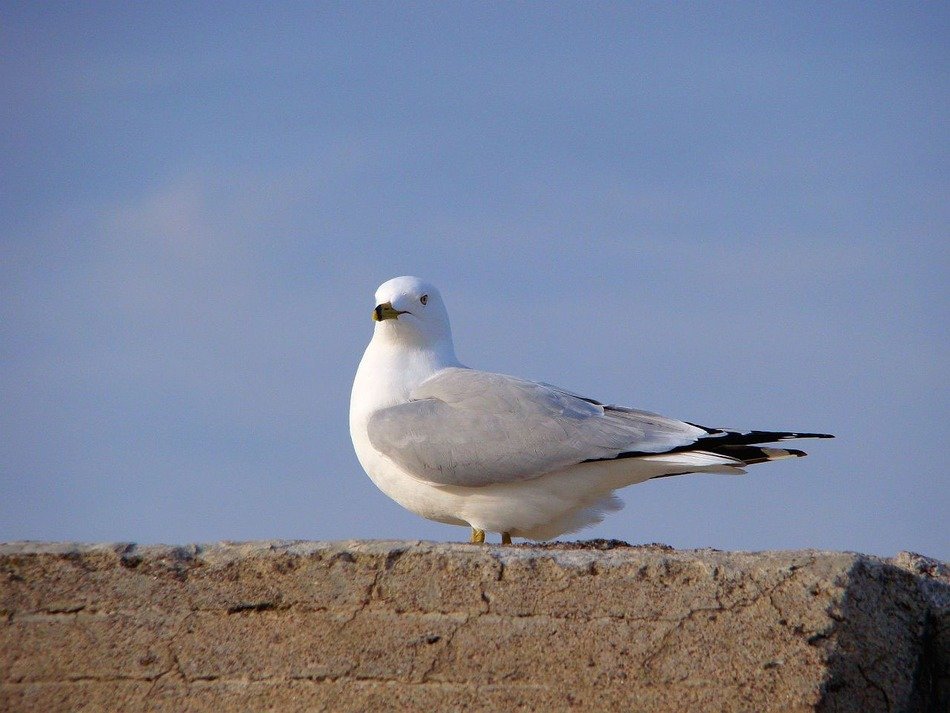 seagull white grey birds feathers