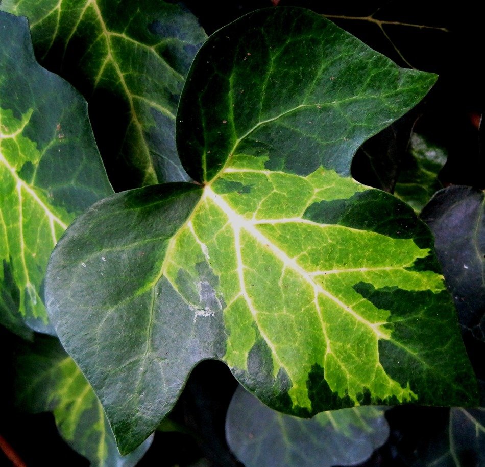 leaf ivy lobed veined