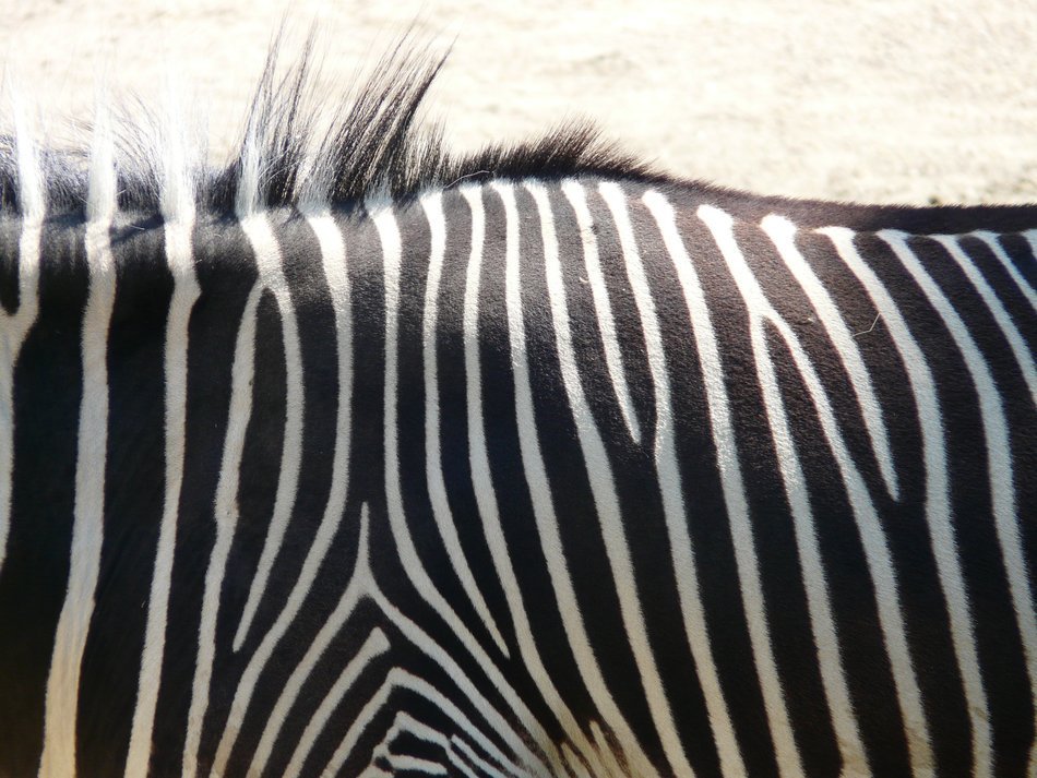 plains zebra perissodactyla