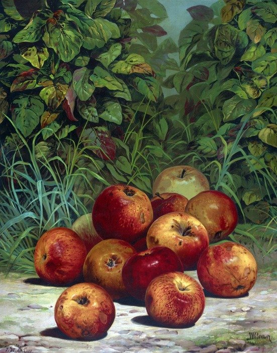 apples apple ground leaf leaves