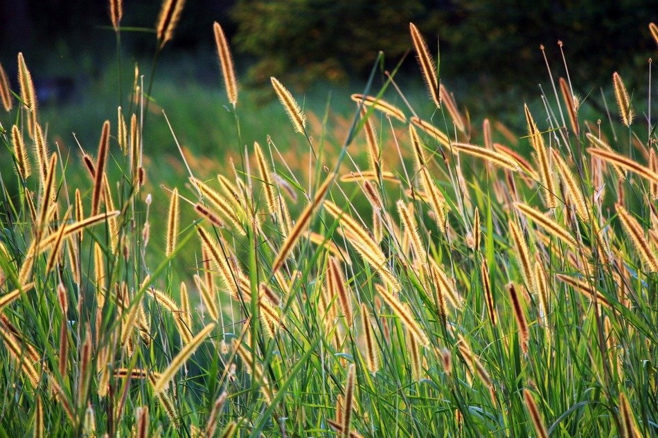 grass seed golden seeds long