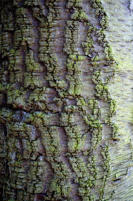 bark tree background nature shape