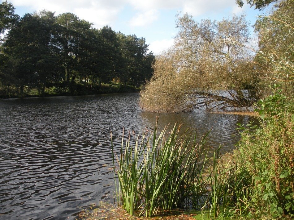 nature lake autumn vegetation
