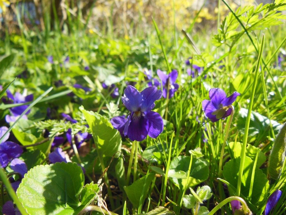 spring violets sunny weather