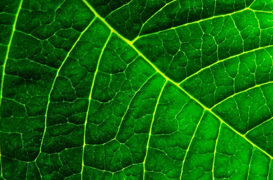 background organic macro green
