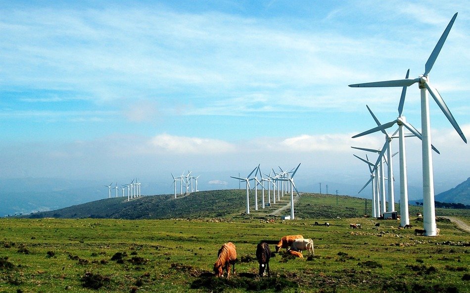 galicia windmills cows prado