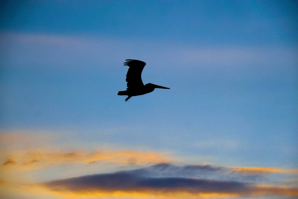 birds sea bird animal animals