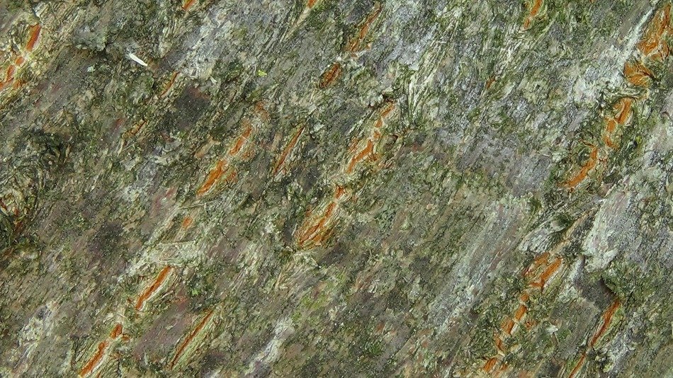 log structure nature brown