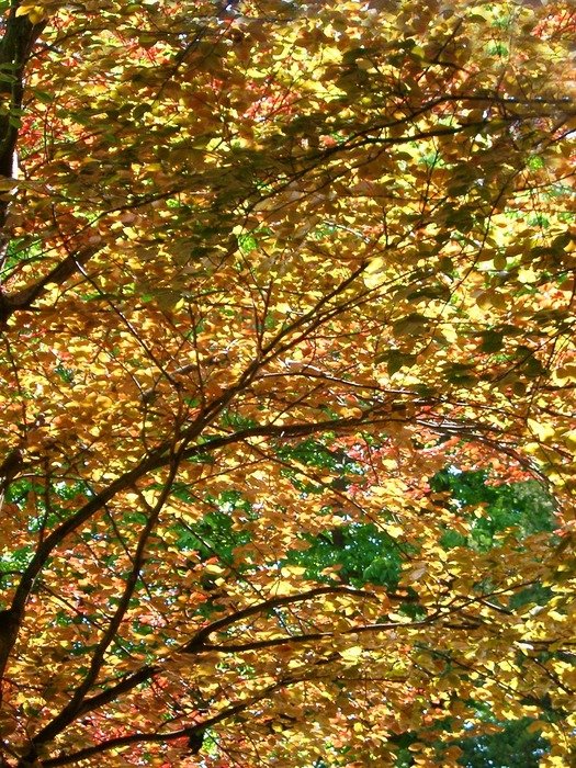 gold yellow leaf leaves nature