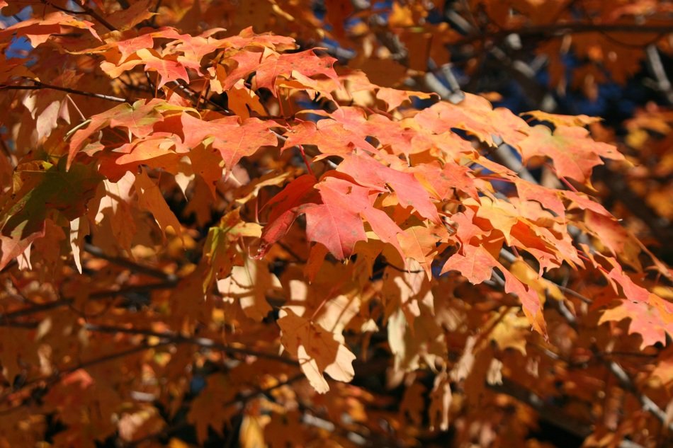 leaves autumn nature