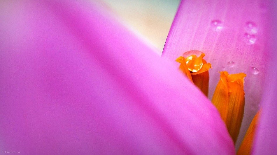 banana tree garden leaf wallpaper