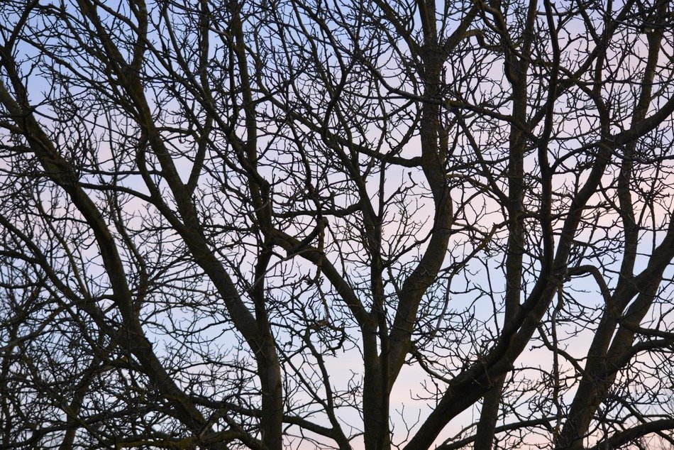 branches air tree background