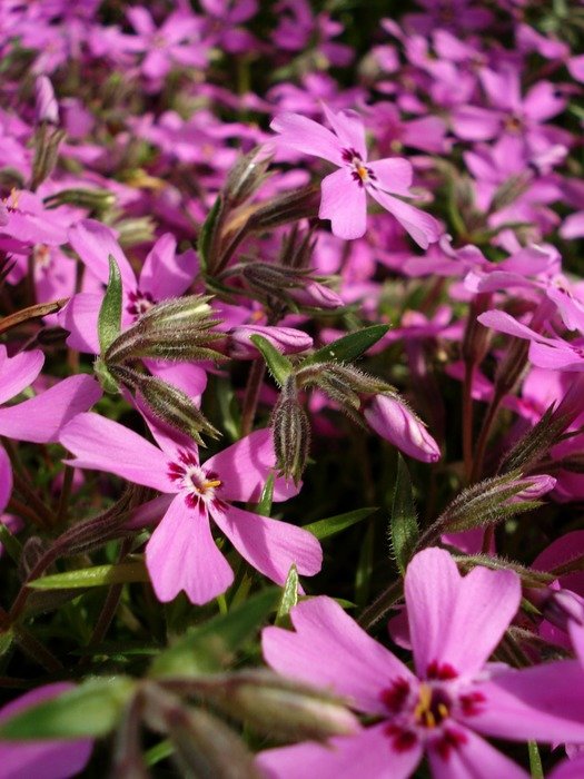 pink flowers spring
