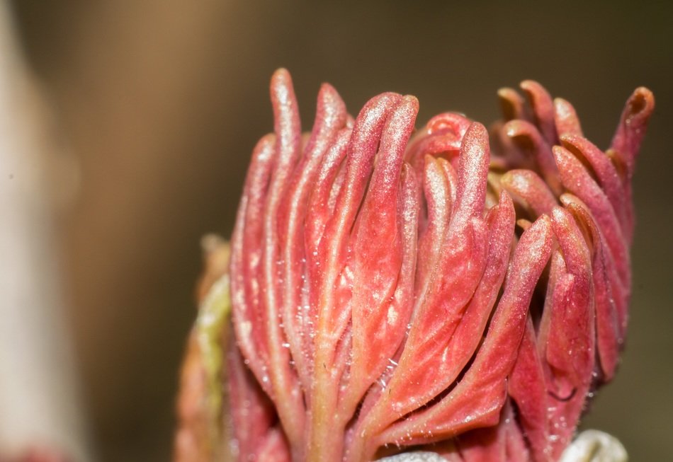 peony bud bloom blooming red