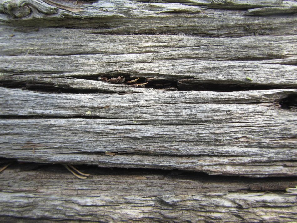wood texture background grungy