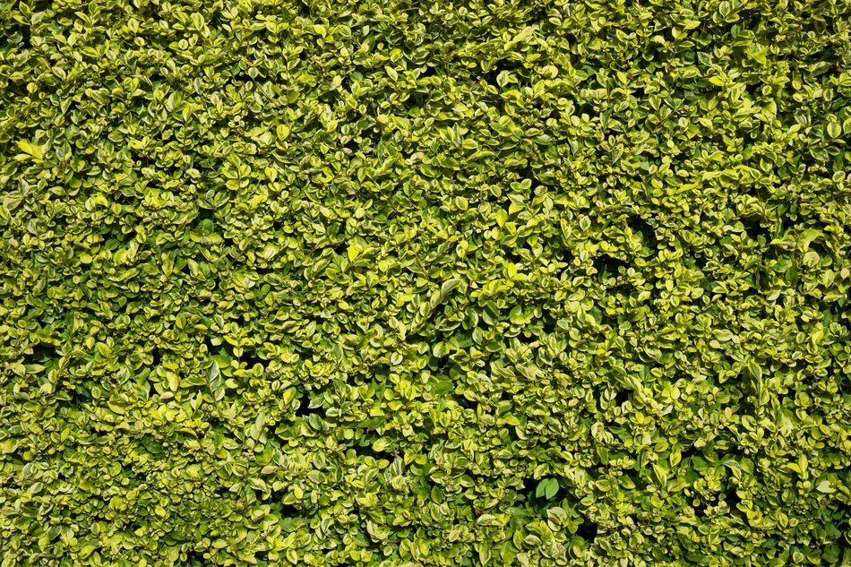 hedge green leaf leaves background