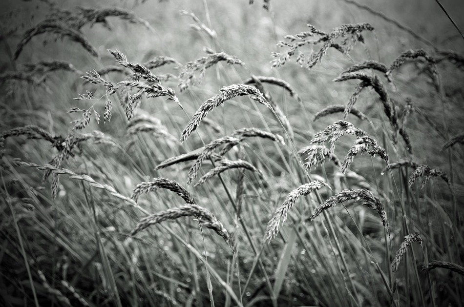 plant macro nature seasons black