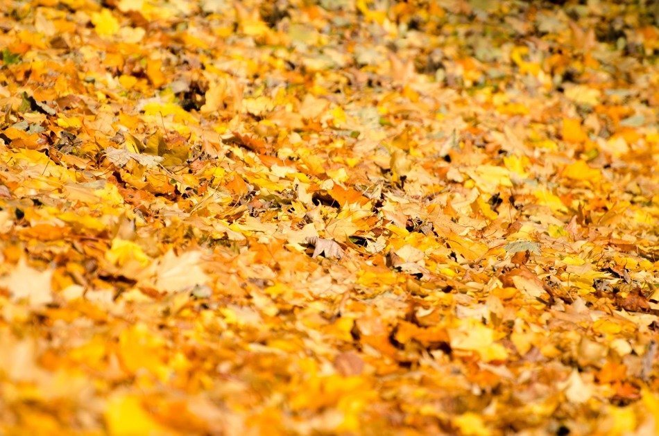 leaf leaves background autumn