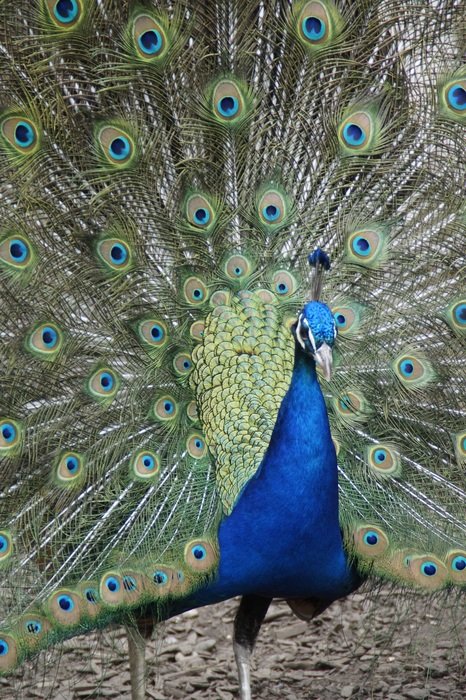 gorgeous peacock at the zoo