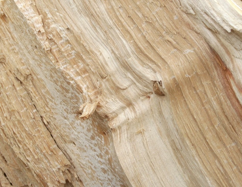 tree texture wood the background