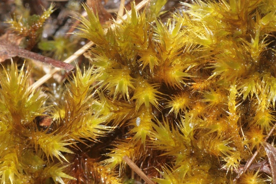 tomentypnum nitens plants nature
