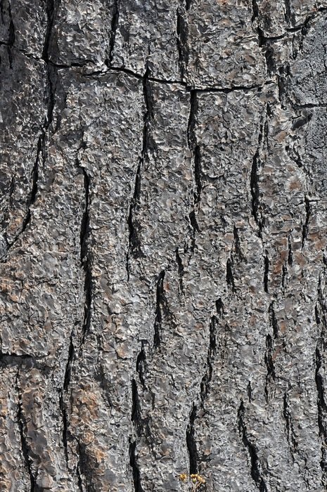 tree texture wood