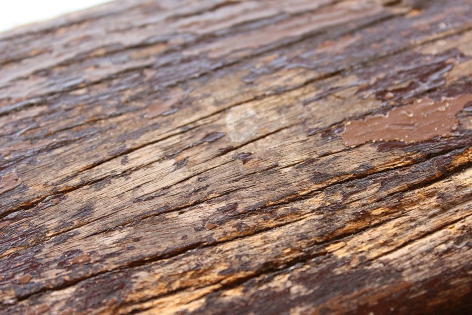 wood texture decay panel surface