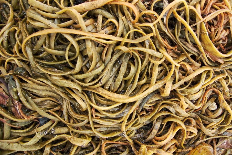 seaweed sea weed ribbon marine