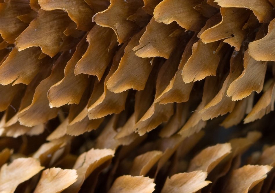 cone nature wood brown macro