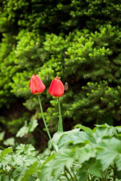two bloom blooming blossom color
