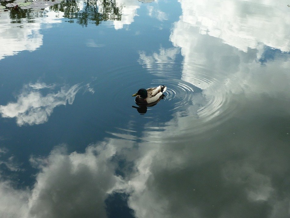 duck heaven reflection water shine