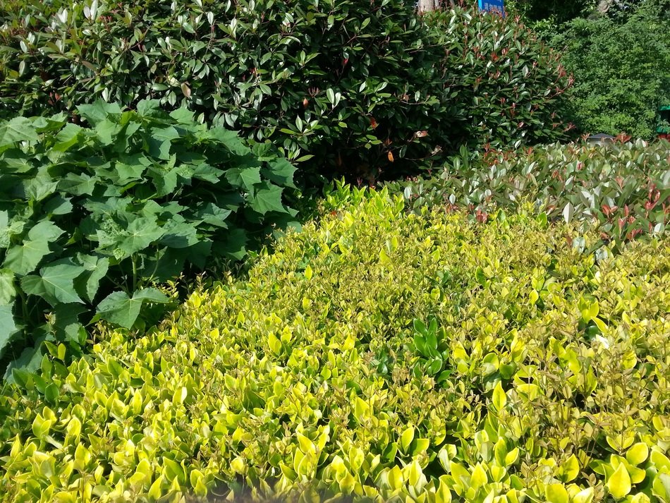 foliage leaves background nature