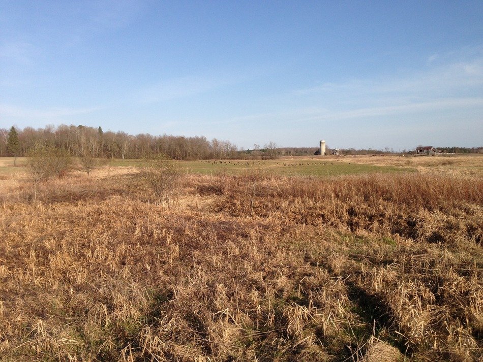 field nature background countryside