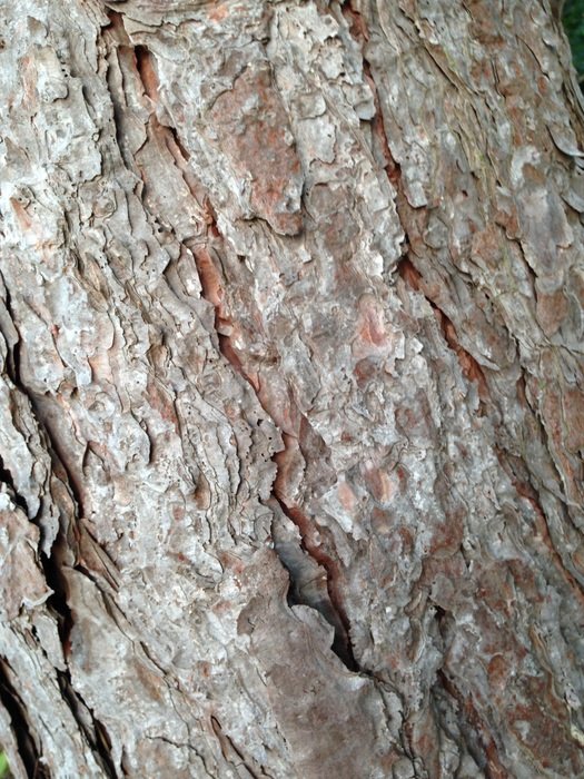 tree bark nature wood