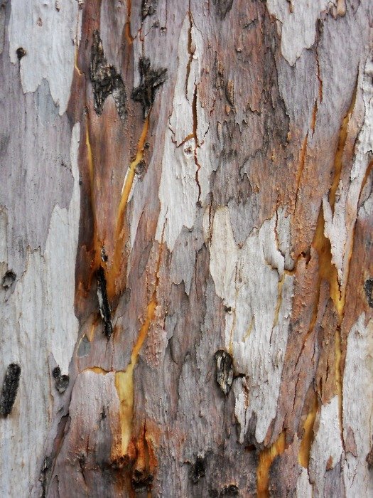 tree bark woody woods wooden