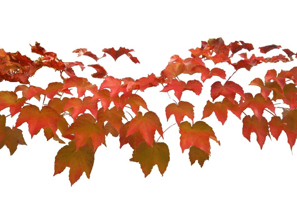 vine wine festival leaf
