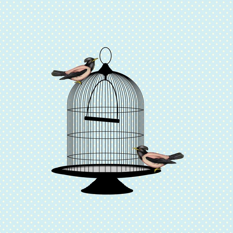 Free image bird birds vintage cage 1920x1920. 