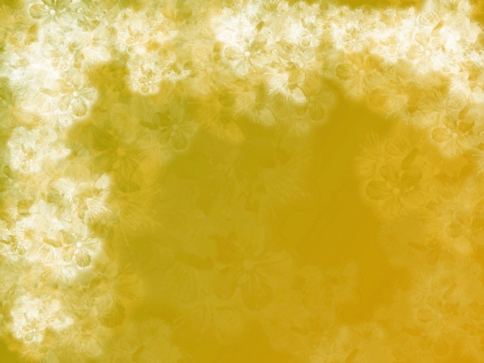 background cherry blossoms white