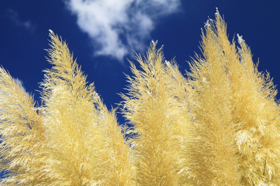 Background blue cloud grass nature free image download