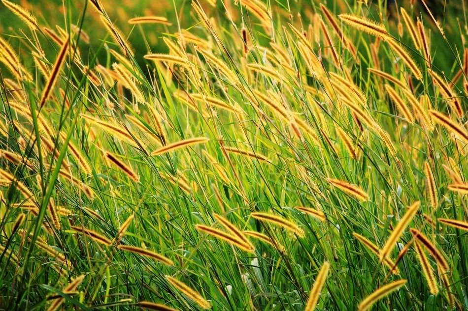 background with grass with golden seeds