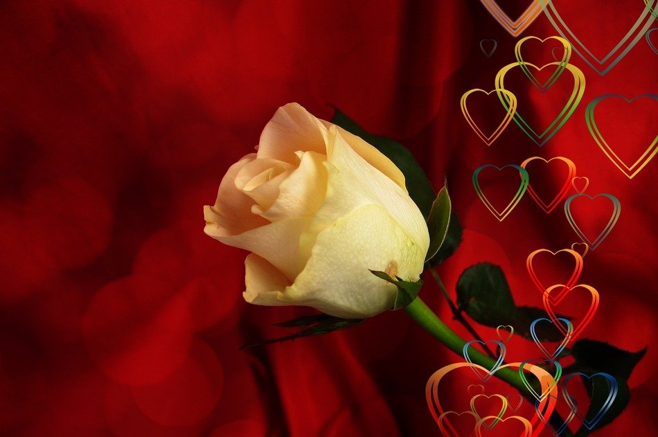 romantic background with white rose