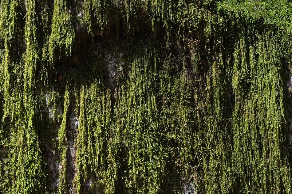 green moss on the wall