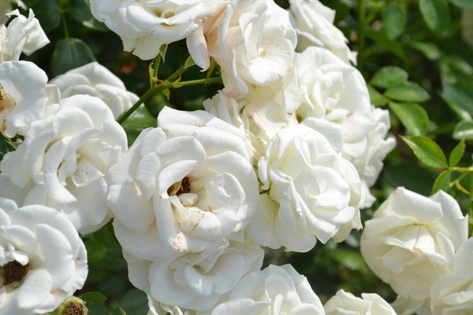 pink white rose roses